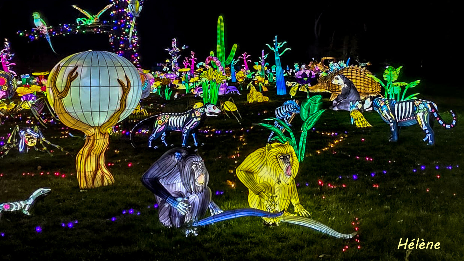 THOIRY -Illumination ,  Lumières sauvages 2025-2026